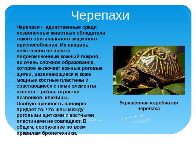 Черепахи Черепахи - единственные среди позвоночных животных обладатели такого оригинального защитного приспособления. Их панцирь – собственно не просто видоизмененный кожный покров, но очень сложное образование, которое включает кожные роговые щитки…