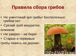 Правила сбора грибов Не уничтожай зря грибы! Бесполезных грибов нет. Срезай гриб