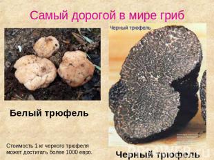 Самый дорогой в мире гриб Белый трюфель Стоимость 1 кг черного трюфеля может дос