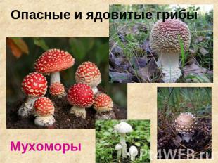 Опасные и ядовитые грибы Мухоморы