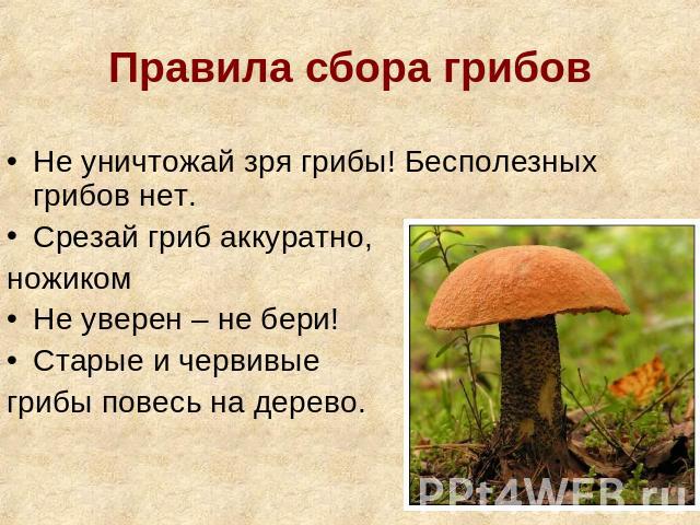 Правила сбора грибов Не уничтожай зря грибы! Бесполезных грибов нет. Срезай гриб аккуратно, ножиком Не уверен – не бери! Старые и червивые грибы повесь на дерево.