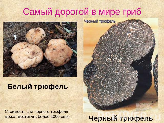 Самый дорогой в мире гриб Белый трюфель Стоимость 1 кг черного трюфеля может достигать более 1000 евро. Черный трюфель