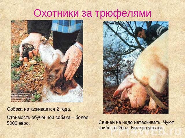 Охотники за трюфелями Собака натаскивается 2 года. Стоимость обученной собаки – более 5000 евро. Свиней не надо натаскивать. Чуют грибы за 20 м. Быстро устают.