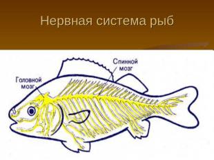 Нервная система рыб