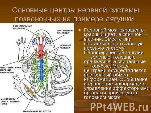 Головной мозг окрашен в красный цвет, а спинной — в синий. Вместе они составляют центральную нервную систему. Периферические ганглии — зеленые, головные — оранжевые, а спинальные — голубые. Между центрами осуществляется постоянный обмен информацией.…
