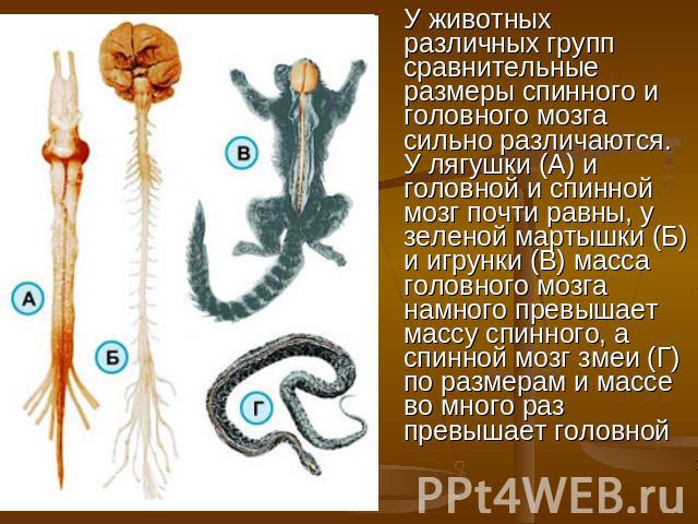 У животных различных групп сравнительные размеры спинного и головного мозга сильно различаются. У лягушки (А) и головной и спинной мозг почти равны, у зеленой мартышки (Б) и игрунки (В) масса головного мозга намного превышает массу спинного, а спинн…