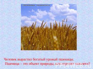Человек вырастил богатый урожай пшеницы. Пшеница – это объект природы, или издел
