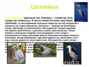 Цаплевые Характеристика. Цаплевые (лат. Ardeidae) — семейство птиц отряда аистоо