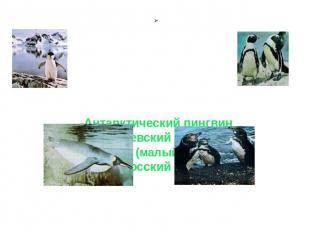 Семейство пингвиновые, например: -Антарктический пингвин -Королевский пингвин -Г