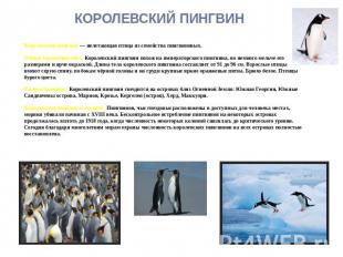 КОРОЛЕВСКИЙ ПИНГВИН Королевский пингвин — нелетающая птица из семейства пингвино