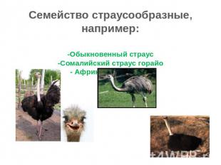 Семейство страусообразные, например: -Обыкновенный страус -Сомалийский страус го