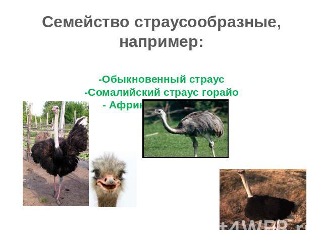 Семейство страусообразные, например: -Обыкновенный страус -Сомалийский страус горайо - Африканский страус