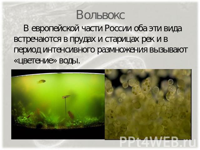 Вольвокс В европейской части России оба эти вида встречаются в прудах и старицах рек и в период интенсивного размножения вызывают «цветение» воды.