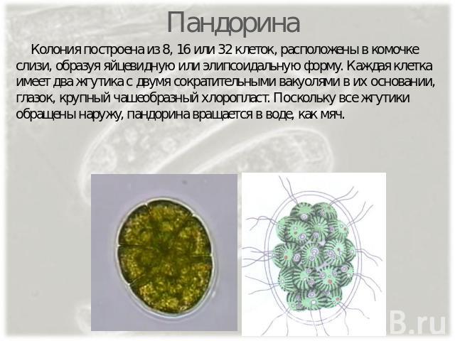 Пандорина Колония построена из 8, 16 или 32 клеток, расположены в комочке слизи, образуя яйцевидную или элипсоидальную форму. Каждая клетка имеет два жгутика с двумя сократительными вакуолями в их основании, глазок, крупный чашеобразный хлоропласт. …