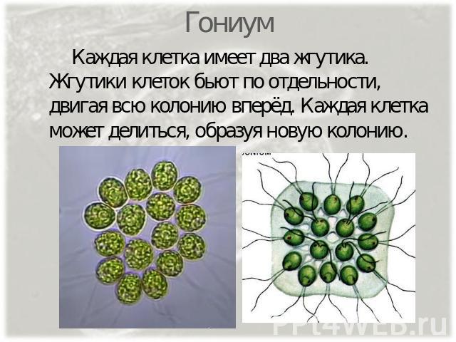Гониум Каждая клетка имеет два жгутика. Жгутики клеток бьют по отдельности, двигая всю колонию вперёд. Каждая клетка может делиться, образуя новую колонию.