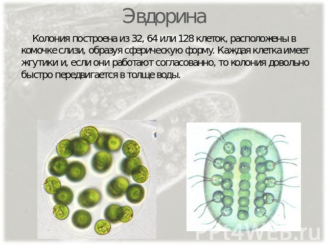Эвдорина Колония построена из 32, 64 или 128 клеток, расположены в комочке слизи, образуя сферическую форму. Каждая клетка имеет жгутики и, если они работают согласованно, то колония довольно быстро передвигается в толще воды.