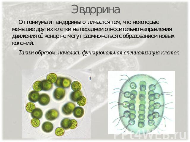 Эвдорина От гониума и пандорины отличается тем, что некоторые меньшие других клетки на переднем относительно направления движения её конце не могут размножаться с образованием новых колоний. Таким образом, началась функциональная специализация клеток.