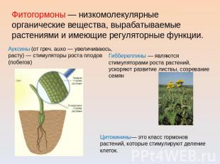 Фитогормоны — низкомолекулярные органические вещества, вырабатываемые растениями