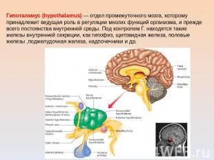 Гипоталамус (hypothalamus) — отдел промежуточного мозга, которому принадлежит ве