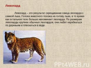 Левопард Левопард – это результат скрещивание самца леопарда с самкой льва. Голо