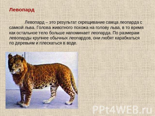 Левопард Левопард – это результат скрещивание самца леопарда с самкой льва. Голова животного похожа на голову льва, в то время как остальное тело больше напоминает леопарда. По размерам левопарды крупнее обычных леопардов, они любят карабкаться по д…