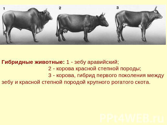 Гибридные животные: 1 - зебу аравийский; 2 - корова красной степной породы; 3 - корова, гибрид первого поколения между зебу и красной степной породой крупного рогатого скота.