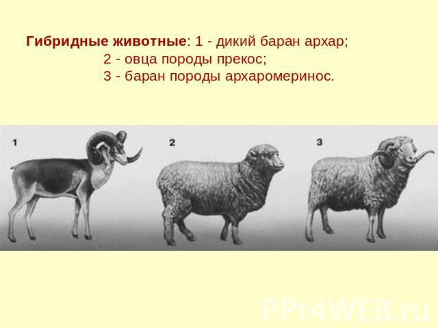 Гибридные животные: 1 - дикий баран архар; 2 - овца породы прекос; 3 - баран породы архаромеринос.