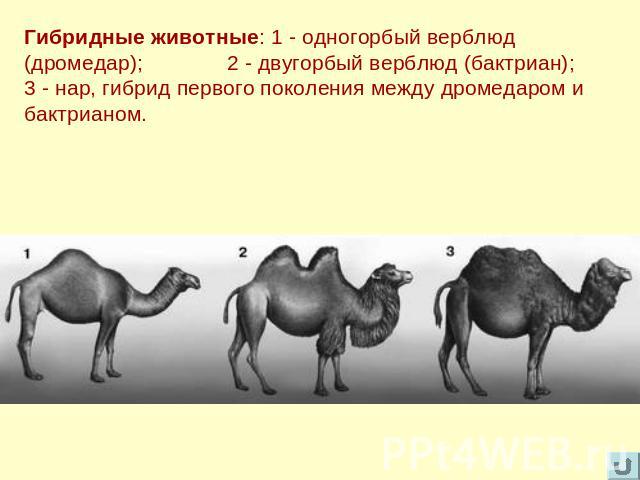 Гибридные животные: 1 - одногорбый верблюд (дромедар); 2 - двугорбый верблюд (бактриан); 3 - нар, гибрид первого поколения между дромедаром и бактрианом.