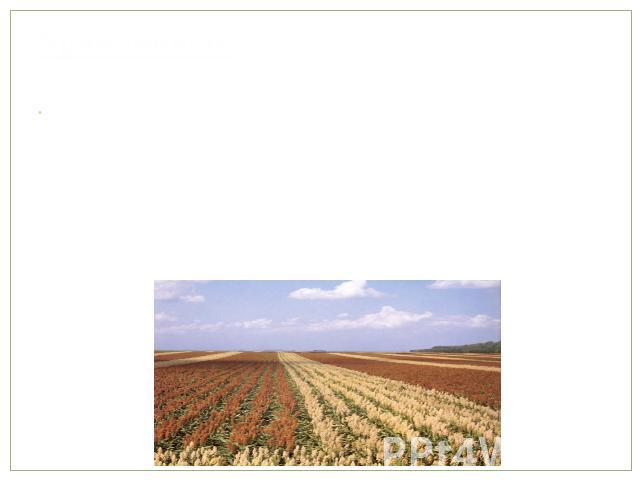 Урожайность Средняя урожайность за 2010 год составила 1,37 тонны с гектара. Наиболее продуктивными были фермерские хозяйства в Иордании, где урожайность достигла 12,7 тонн с гектара. Средняя урожайность в крупнейшем производителе сорго, США, состави…