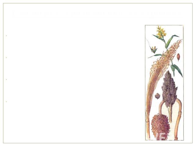 Биологические особенности строения Корневая система - мочковатая, сильно разветвленная Стебель сорго - 1-2,5м, в тропических до 7м Листья широкие, покрыты восковым налетом Соцветие - метелка длиной - 15-50см. Зерно - пленчатое, голое, обычно плотно …
