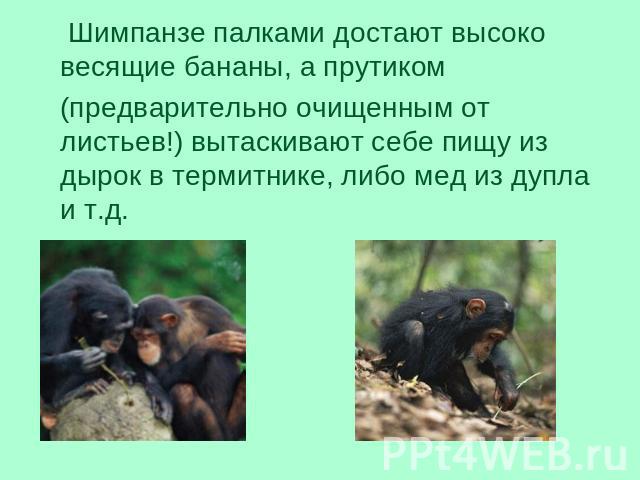 Шимпанзе палками достают высоко весящие бананы, а прутиком (предварительно очищенным от листьев!) вытаскивают себе пищу из дырок в термитнике, либо мед из дупла и т.д.