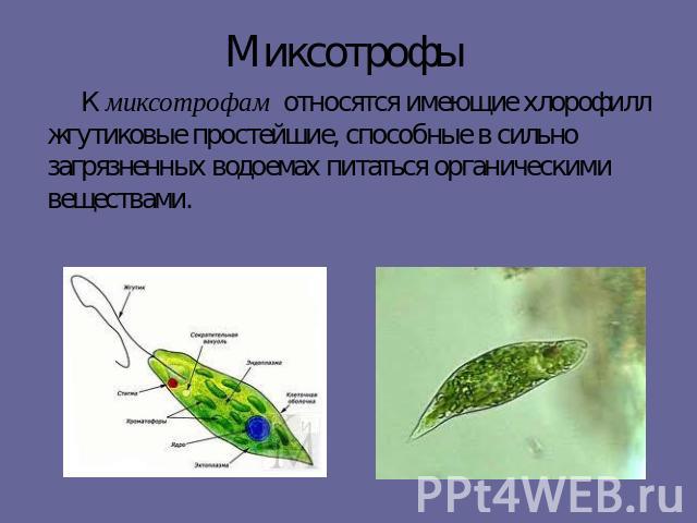Миксотрофы К миксотрофам относятся имеющие хлорофилл жгутиковые простейшие, способные в сильно загрязненных водоемах питаться органическими веществами.