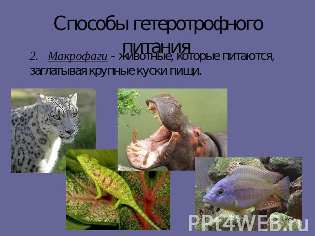 Способы гетеротрофного питания 2. Макрофаги - животные, которые питаются, заглатывая крупные куски пищи.