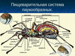 Пищеварительная система паукообразных.