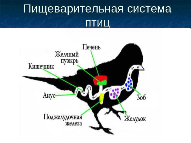 Пищеварительная система птиц