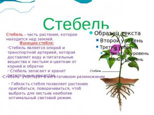 Стебель Стебель - часть растения, которая находится над землей. Функции стебля: