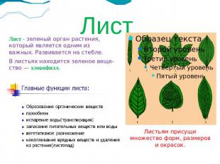 Лист Лист - зеленый орган растения, который является одним из важных. Развиваетс