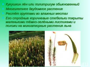 Кукушкин лён или политрихум обыкновенный Многолетнее двудомное растение Растёт г