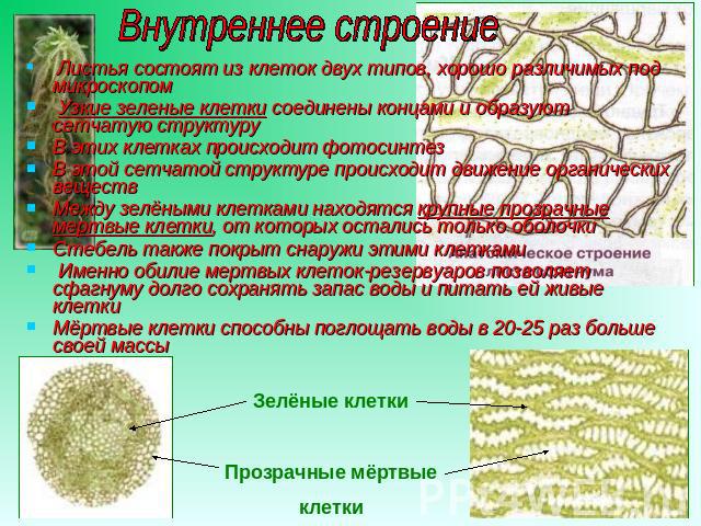 Внутреннее строение Листья состоят из клеток двух типов, хорошо различимых под микроскопом Узкие зеленые клетки соединены концами и образуют сетчатую структуру В этих клетках происходит фотосинтез В этой сетчатой структуре происходит движение органи…