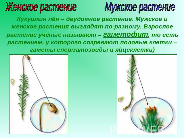 Женское растение Кукушкин лён – двудомное растение. Мужское и женское растения выглядят по-разному. Взрослое растение учёные называют – гаметофит, то есть растением, у которого созревают половые клетки – гаметы сперматозоиды и яйцеклетки)