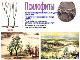 Псилофиты Древний и примитивный отдел растений Практически исчезли с лица Земли