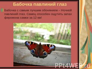 Бабочка павлиний глаз Бабочка с самым лучшим обонянием – Ночной павлиний глаз. С