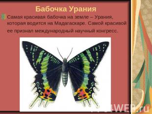 Бабочка Урания Самая красивая бабочка на земле – Урания, которая водится на Мада