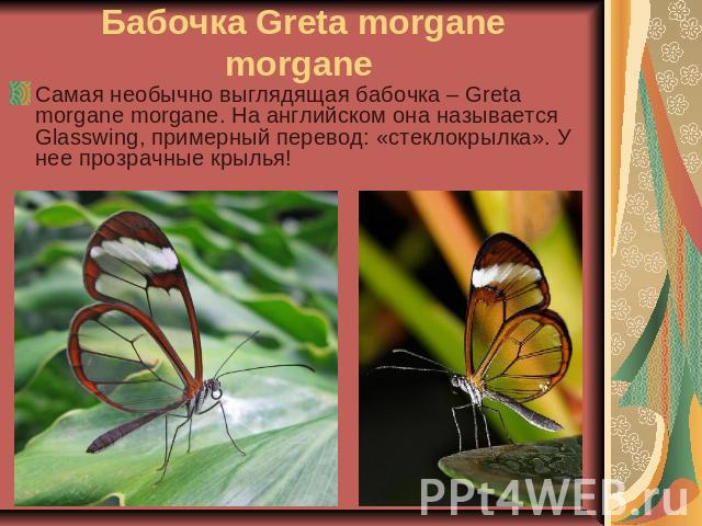 Бабочка Greta morgane morgane Самая необычно выглядящая бабочка – Greta morgane morgane. На английском она называется Glasswing, примерный перевод: «стеклокрылка». У нее прозрачные крылья! 