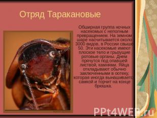 Отряд Таракановые Обширная группа ночных насекомых с неполным превращением. На з