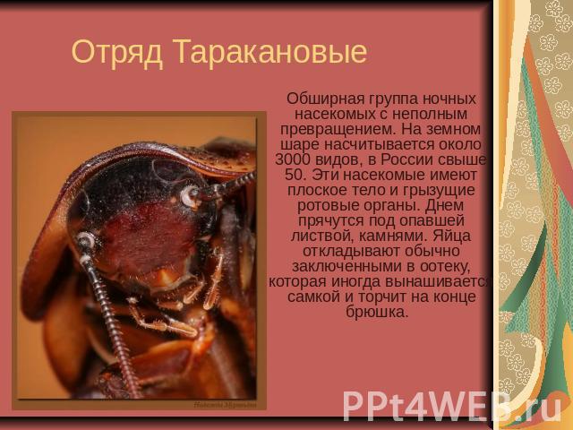 Отряд Таракановые Обширная группа ночных насекомых с неполным превращением. На земном шаре насчитывается около 3000 видов, в России свыше 50. Эти насекомые имеют плоское тело и грызущие ротовые органы. Днем прячутся под опавшей листвой, камнями. Яйц…