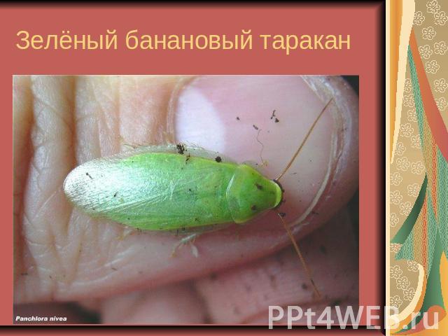 Зелёный банановый таракан