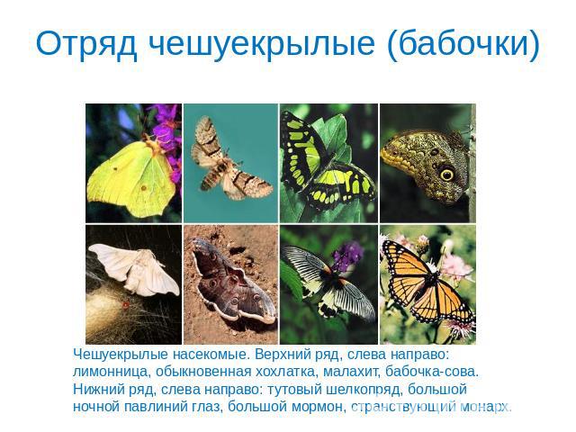 Отряд чешуекрылые (бабочки) Чешуекрылые насекомые. Верхний ряд, слева направо: лимонница, обыкновенная хохлатка, малахит, бабочка-сова. Нижний ряд, слева направо: тутовый шелкопряд, большой ночной павлиний глаз, большой мормон, странствующий монарх.