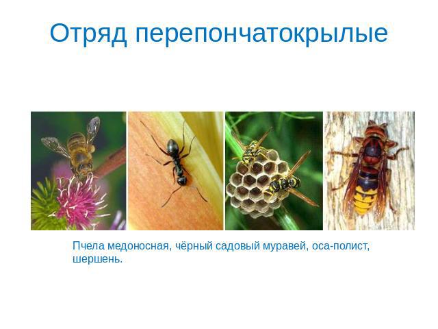 Отряд перепончатокрылые Пчела медоносная, чёрный садовый муравей, оса-полист, шершень.