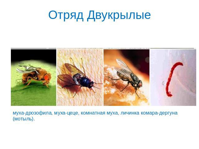 Отряд Двукрылые муха-дрозофила, муха-цеце, комнатная муха, личинка комара-дергуна (мотыль).